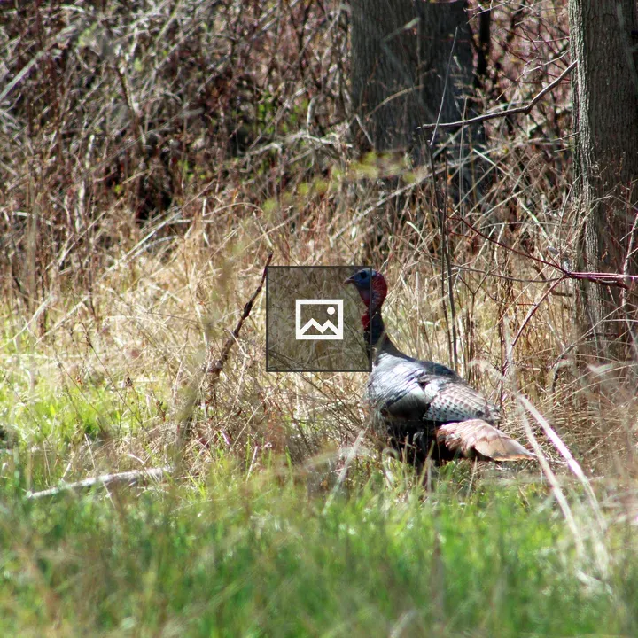 Wild turkey in the woods