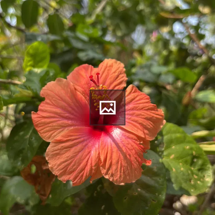 Hibiscus flower close-up