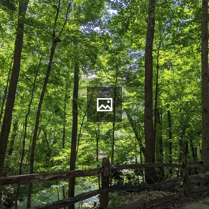 Wooden Fence with Tall Trees