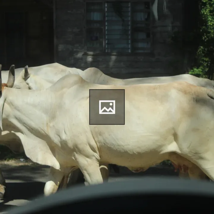Cattle Walking on Road