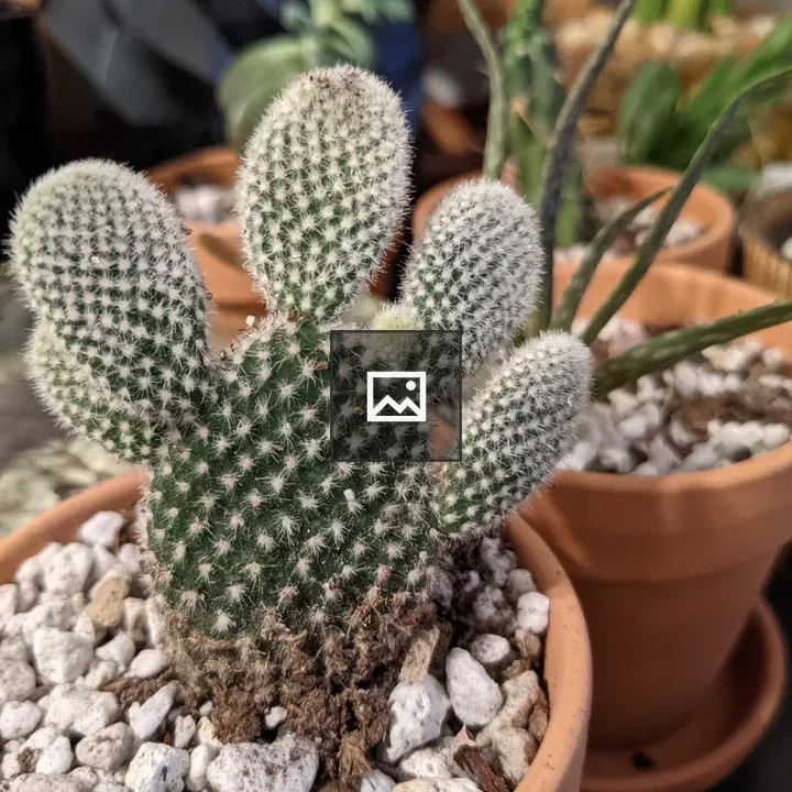 Round cactus plant