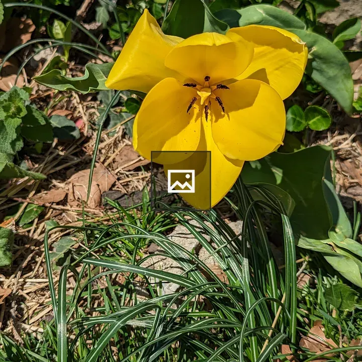 Yellow tulip from above