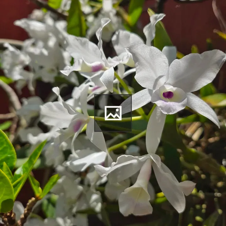 White orchid cluster