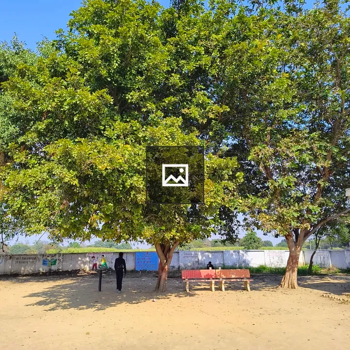 Courtyard under trees