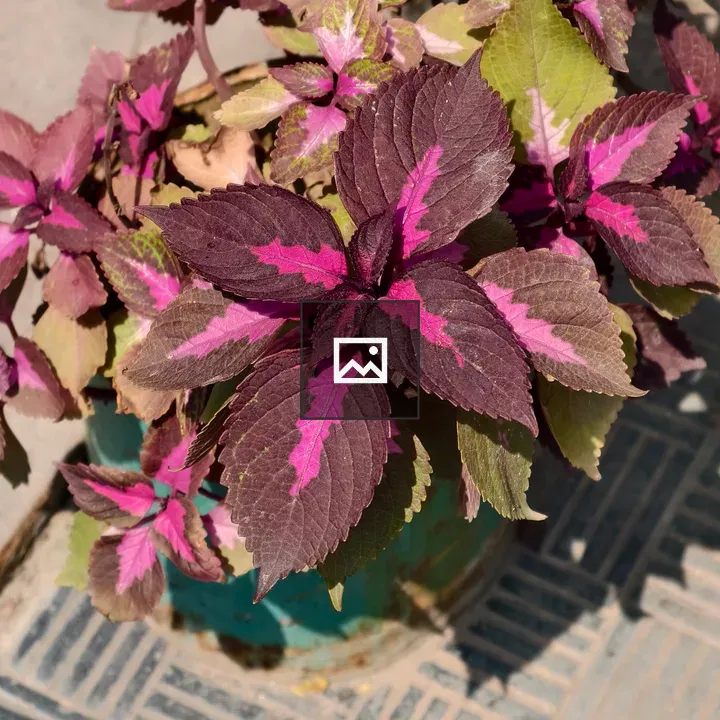 Coleus Plant with Purple Leaves