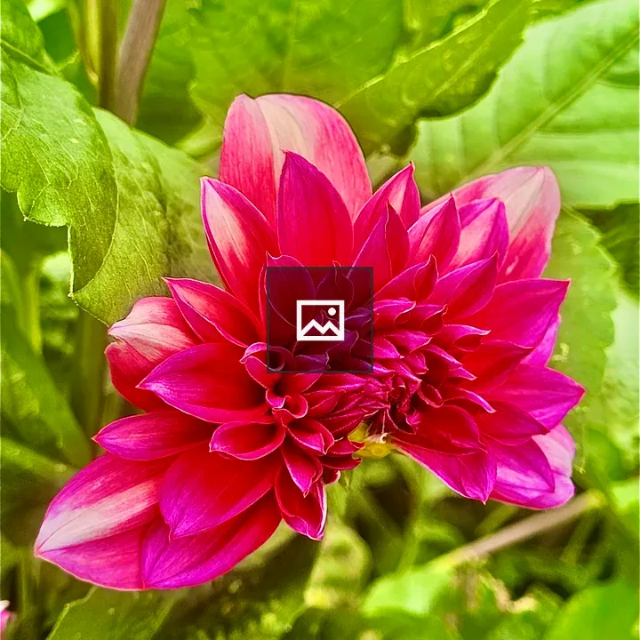 Transfigured dahlia flower