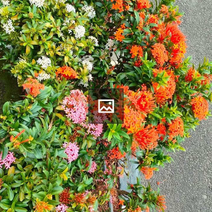 Ixora flower pink white orange