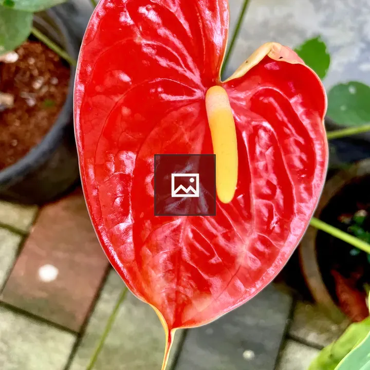 Red Anthurium Flower