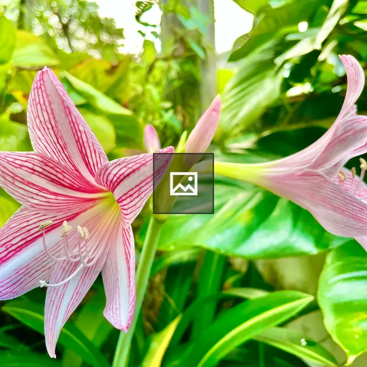 Netted-veined amaryllis flowers