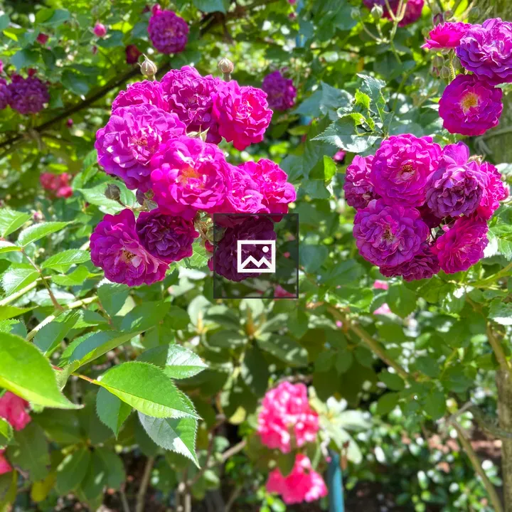 Pink Rose Cluster in Green Leaves