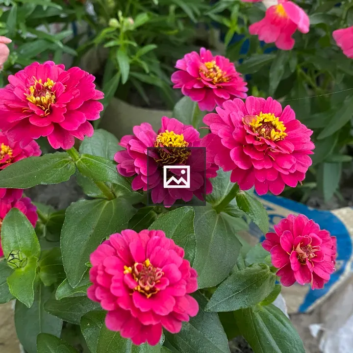 Zinnia Flowers Cluster