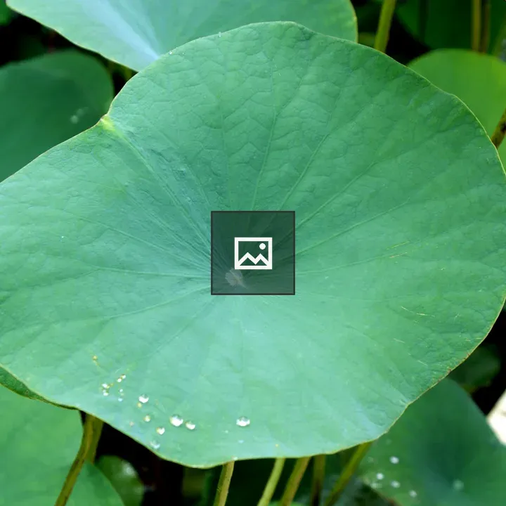 Lotus Leaf Close-up
