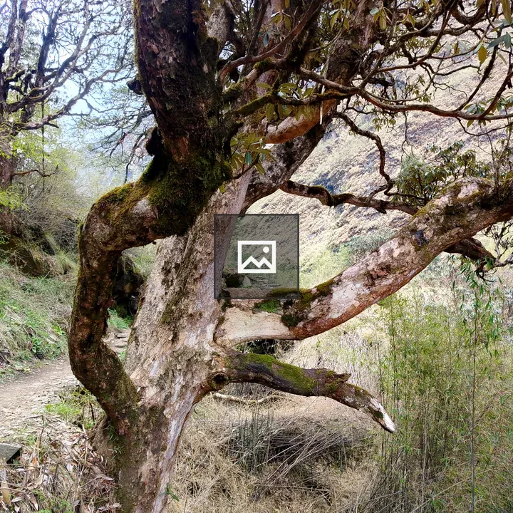Gnarled tree over dirt path