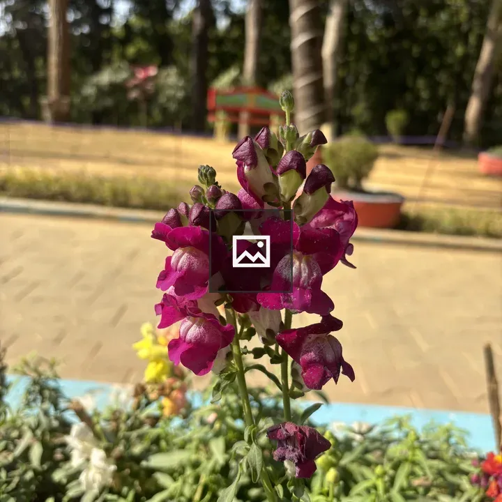 Close-up pink snapdragon flowers