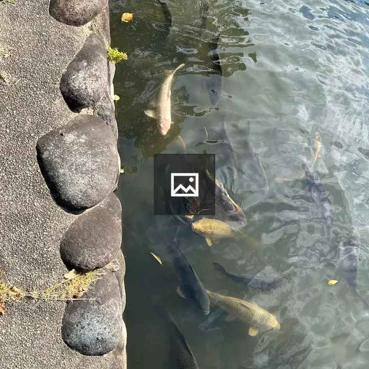 Koi fish in river beside sidewalk