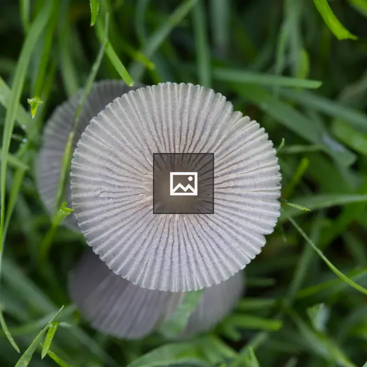 Mushroom in Lawn