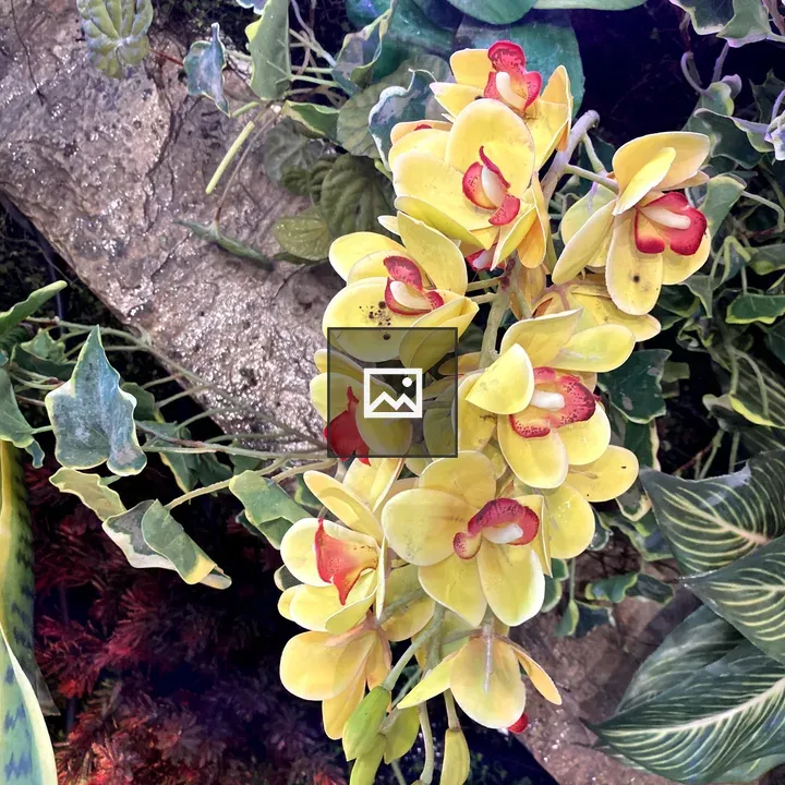 Orchid flowers on a tree