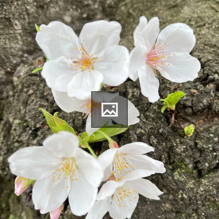 Cherry Flowers on Stem