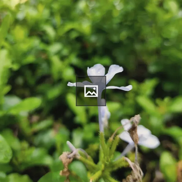 Small white wildflower