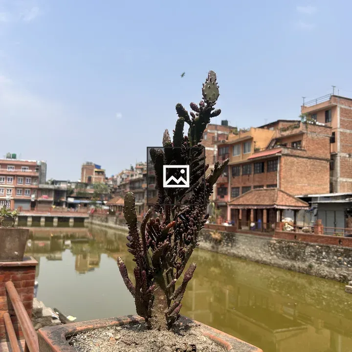 Potted cactus with river and buildings