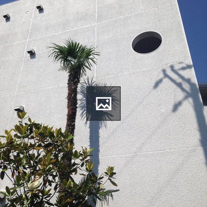 Plants Shadow on White Building