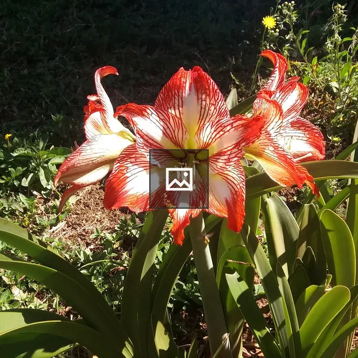 Amaryllis Flowers Blooming