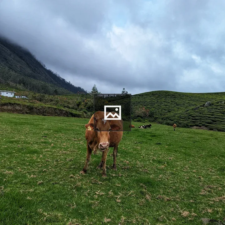 Brown Cow in Green Field