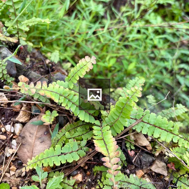 Fern among rocks