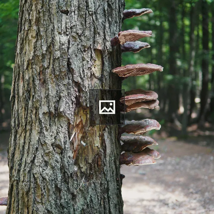 Shelf mushrooms on tree trunk