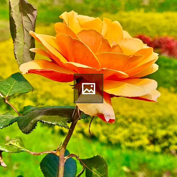 Yellow rose in misty evening