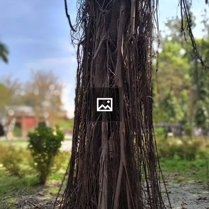 Exposed tree roots among greenery