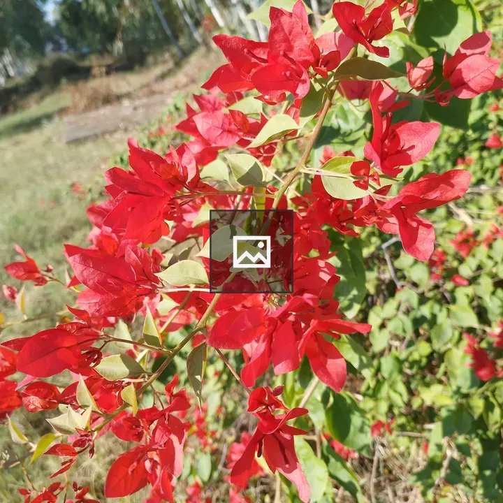 Bougainvillea Flowers