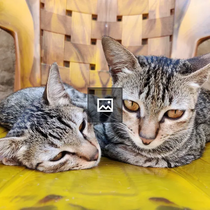 Two brown striped cats on chair