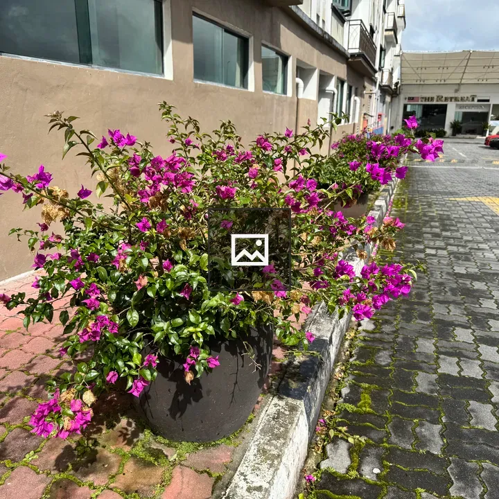 Plant with Purple Flowers Beside Street