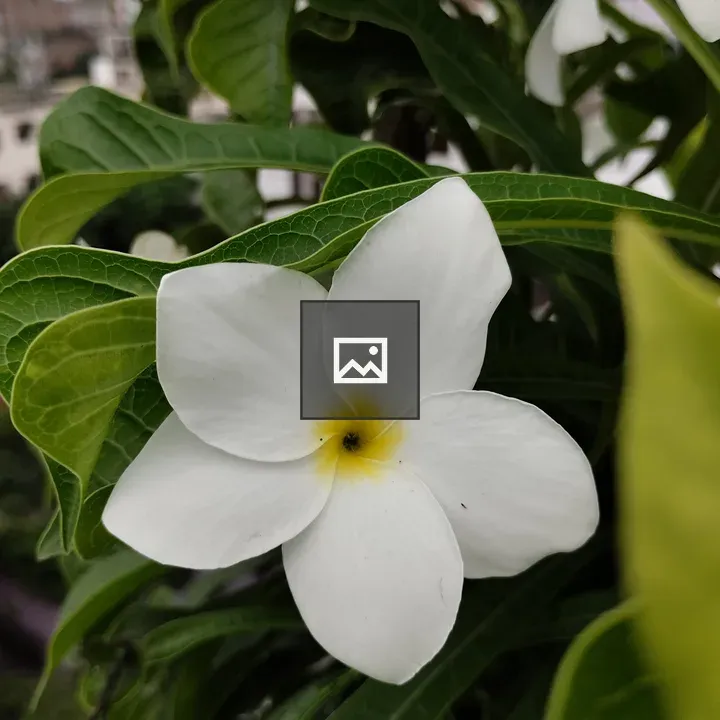 White Frangipani Flower