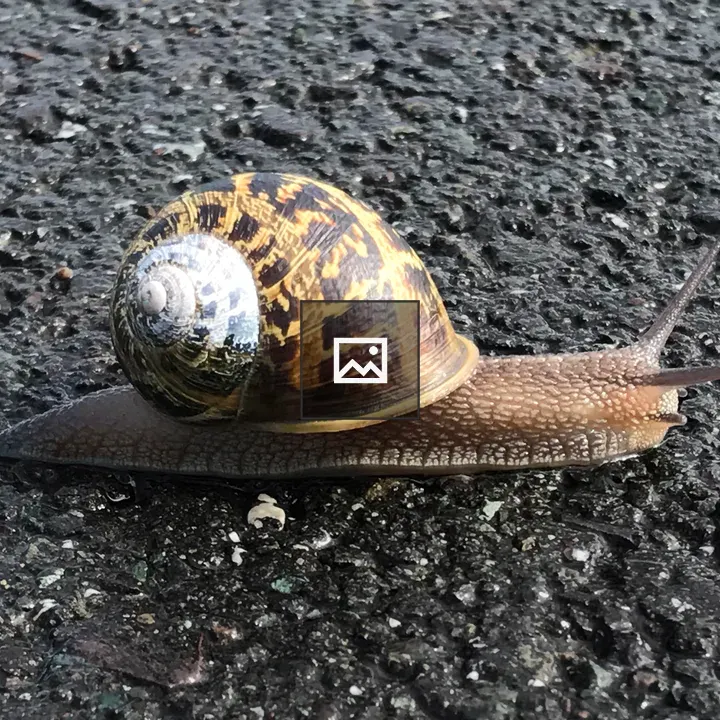 Snail on Asphalt