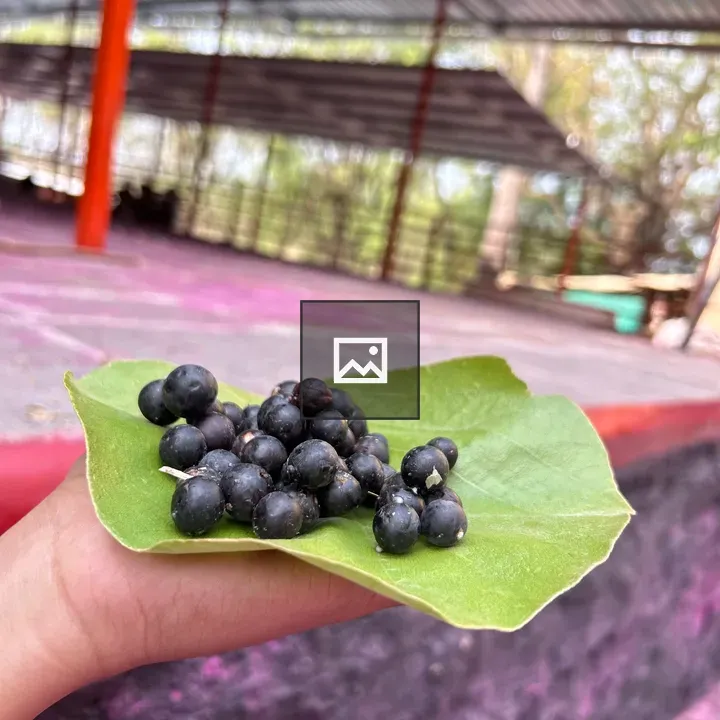 Hand holding green leaf with blueberries