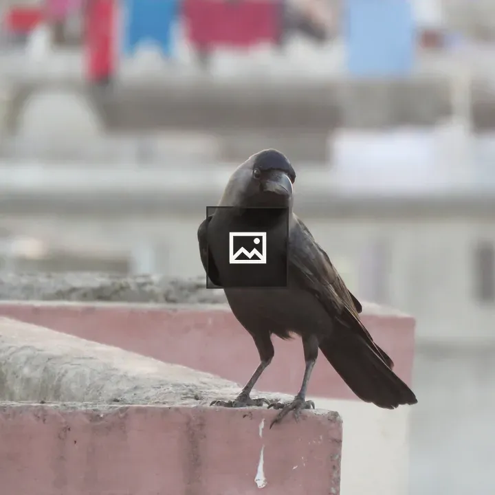 Crow on roof of house