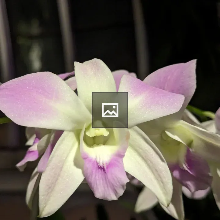 Orchid in White and Pink