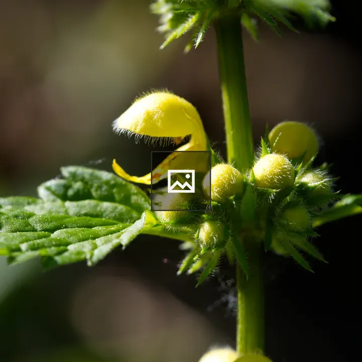 Yellow Archangel Flower Close-up