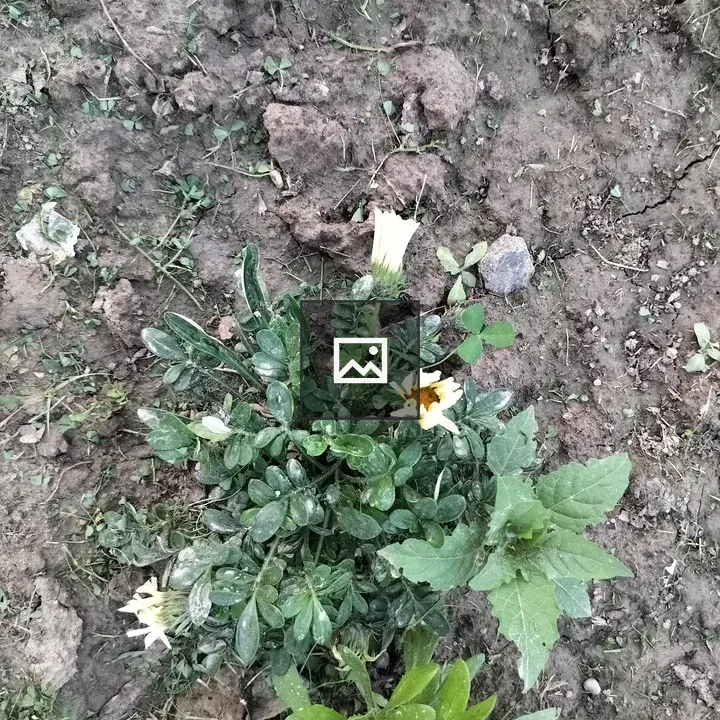 Plant with Thick Green Leaves and Yellow Flowers