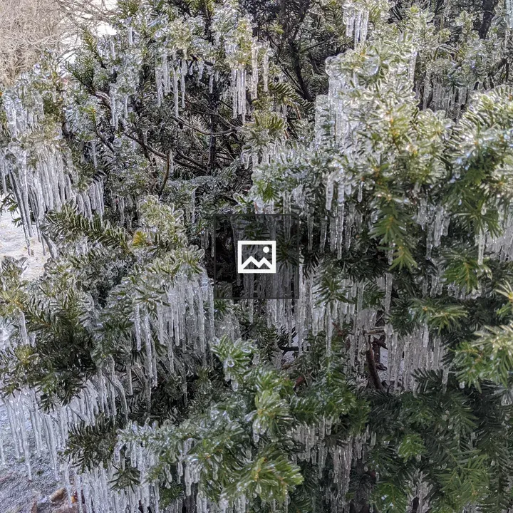 Ice on an evergreen