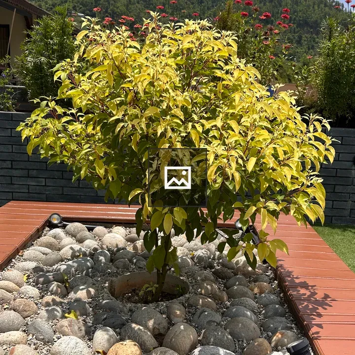 Yellow-leaved tree with pebbled bed