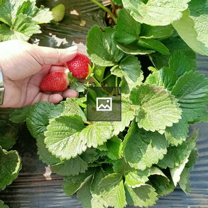 Hand pulling strawberries