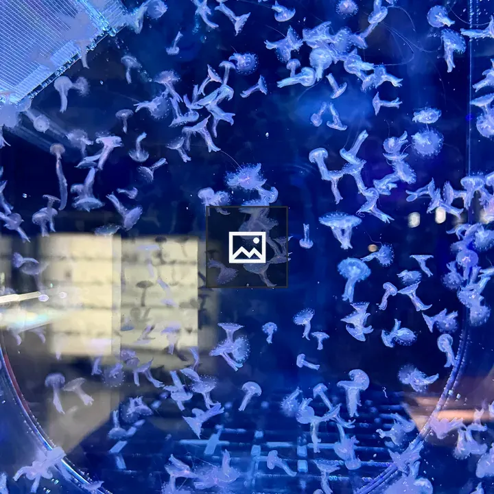 Tank of tiny jellyfish
