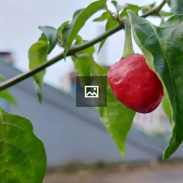 Red chilli plant