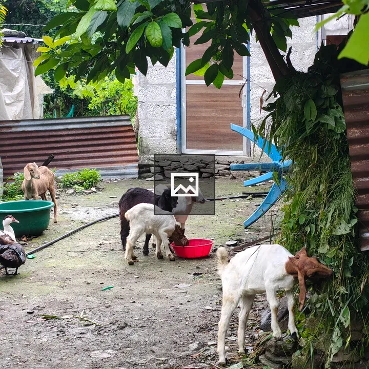 Goats and Ducks Farmyard