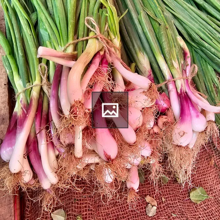 Close-up of spring onions