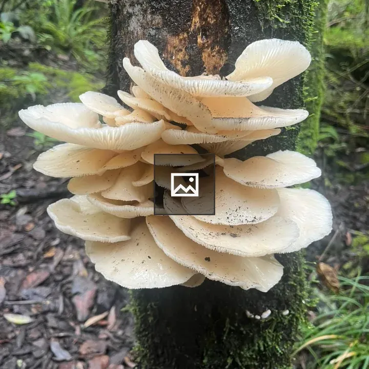 White oyster mushrooms on tree trunk