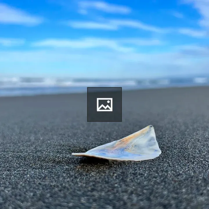 Piece of white shell on beach